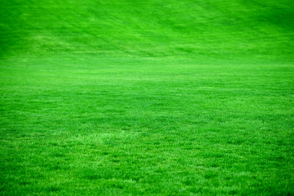 Top Landscaping Tips for Homeowners